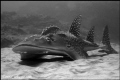   Bow mouth Wedgefish.Doodles Reef Ponta DOra MozambiqueMy onceinalifetime encounter.SeaSea DX5000 megapixel pointclick no external lighting. Wedgefish. Wedgefish "once-in-a-lifetime" "onceinalifetime" "once lifetime" encounter. encounter lighting  